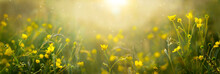Spring Nature Blurred Banner Of Wild Buttercup Flowers. Sunset, Sunrise In A Spring Meadow, In A Field
