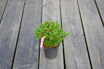 Sticker - a small rhododendron seedling in a black plastic pot on a gray wooden background