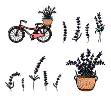 Set With Hand Drawn Lavender Flowers , Medical Herbs, A Basket And A Bicycle. To Create A Banner, Poster, Postcards, Logo. Vector Illustration On A Lilac Background. The Concept Of French Provence.