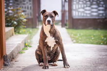 Pit Bull Dog Sitting In Front Of The Camera In His Garden, Looking Serious