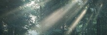 Panoramic View Of The Majestic Forest In A Fog. Mighty Trees. Atmospheric Dreamlike Landscape. Soft Sunlight. Nature, Fantasy, Fairytale