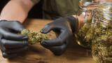 Fototapeta Lawenda - Hands holding a dry cannabis flower bud, prepared for trimming. On the table are storage glass jars full of CBD buds.