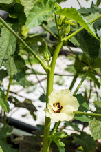Flowering Okra Plant In Urban Farm