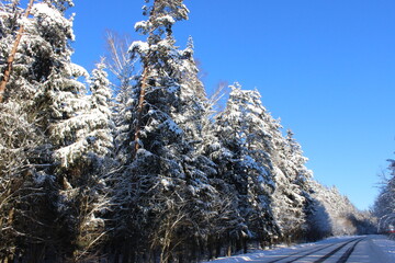 snow covered pine trees, winter road in the forest, blue sky in winter