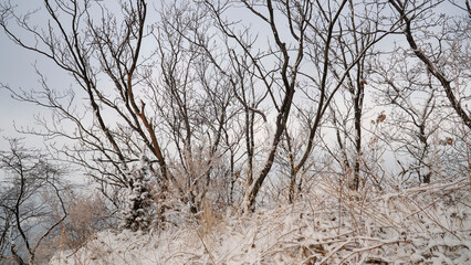Wall Mural - The silhouette of the frosted tree.