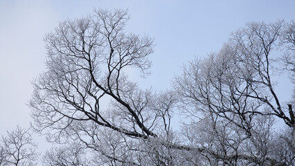 Wall Mural - The silhouette of the frosted tree.