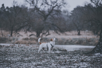 Wall Mural - A cute little Jack Russell Terrier dog standing on the snowy grass looking up