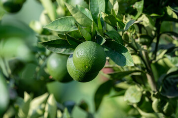 Wall Mural - Green orange citrus fruits ripening on orange trees plantation