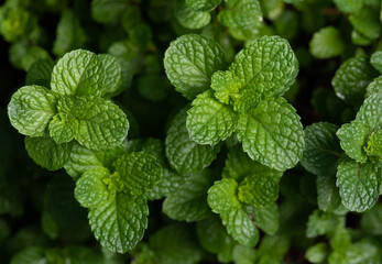 Canvas Print - Mint plant grow at vegetable garden