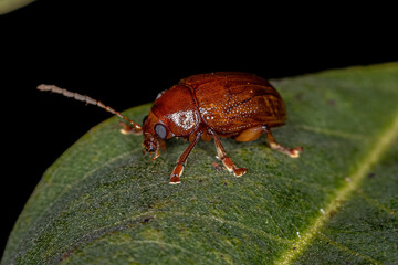 Poster - Adult Leaf Beetle