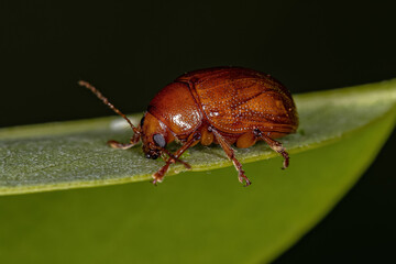 Poster - Adult Leaf Beetle