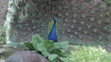 El pavo real sacude abre su hermoso plumaje, ritual natural de cortejo, aviva el desplome de pájaro.