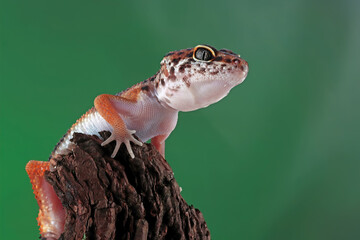 Wall Mural - Leopard geckol closeup head on wood, leopard gecko lookong for prey