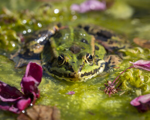 Sticker - A closeup of a cute green toad staring into the camera in a green lake surrounded by pink flowers