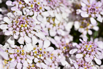 Wall Mural - a top view of beautiful iberis flowers