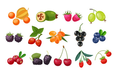 Forest berry and fruit plant. Juicy fresh berries barberry, lingonberry, blueberry, cherry, blackberry, strawberry, cranberry, currant, gooseberry, raspberry, physalis, feijoa, rosehip, goji