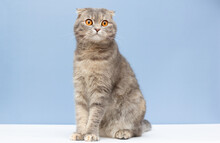 Scottish Fold Shorthair Silver Tabby Cat Sit On Blue Background