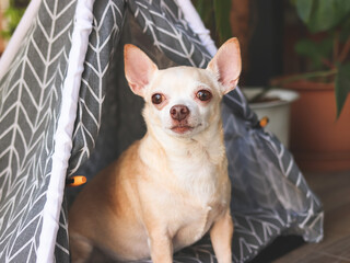 Wall Mural - brown short hair Chihuahua dogs sitting in  gray teepee tent between house plant pot in balcony, looking at camera.