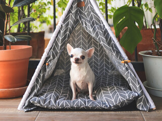 Wall Mural - white short hair Chihuahua dog sitting  in  gray teepee tent between house plant pot in balcony, looking at camera.