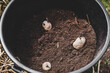 © M.Dörr & M.Frommherz - Seed potatos growing up in a bucket with soil
