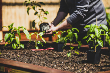 Man planting sweet pepper plants into a raising bed