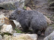 The common wombat, Vombatus ursinus, is a large Australian marsupial