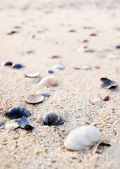 Wall Mural - Seashells on the Beach