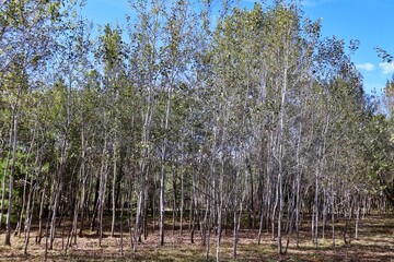 Wall Mural - trees in the forest