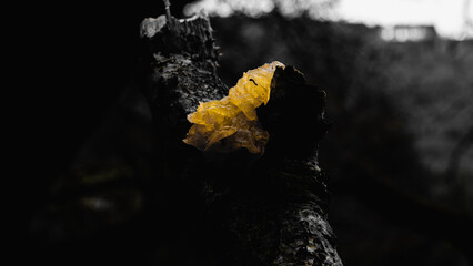 Poster - A shallow focus of a kelp on the tree with black and white color effect