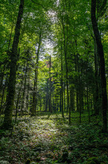  North Caucasus. Adygea. Belaya River valley, mountain forest.