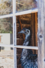Portrait Of Emu Through Glass Window