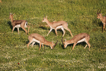 Wall Mural - Duel of gazelles about the visiting female. High quality photo