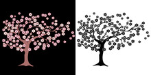 Illustration Vectorielle Détourée D’un Cerisier En Fleur, Un Arbre En Couleur Sur Un Fond Noir Et Un En Silhouette Noire Sur Un Fond Blanc.