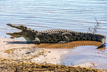 Nile Crocodile In Chobe River, Botswana