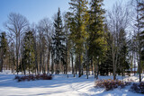 Fototapeta  - Beskid Niski, śnieg w parku. Wysowa Zdrój