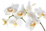 Fototapeta  - White orchids with yellow centre isolated on white background.