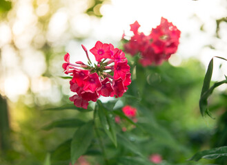 Poster - Delicate phlox flowers. Flowering garden phlox, perennial or summer phlox in the garden on a sunny day.