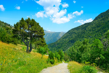 Wall Mural - rocky path in the mountains covered with forest