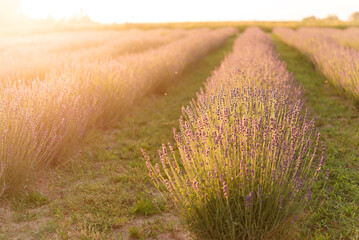 Canvas Print - Beautiful flowers on a lavender field over a summer sunset landscape.