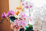 Woman enjoys orchid flowers on window sill. Girl taking care of home plants. White, purple, pink, yellow blooms