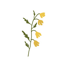 Abstract Yellow Wildflower Isolated On White Background. Wild Flower Floral Botanical Plant. Meadow And Field Herb. Delicate Spring Flower Illustration In Hand Drawn Flat Style