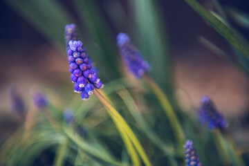 Flowers in spring 2