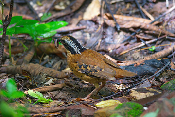 Sticker - Variety of Pitta birds from Thailand with young and fecal sac