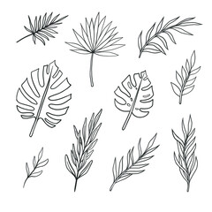  Vector tropical leaves. Palm leaves, vector sketch. Monstera leaves one line art.