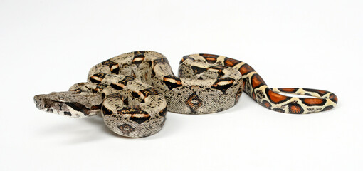 Poster - Abgottschlange // Red-tailed boa (Boa constrictor imperator) - Honduras