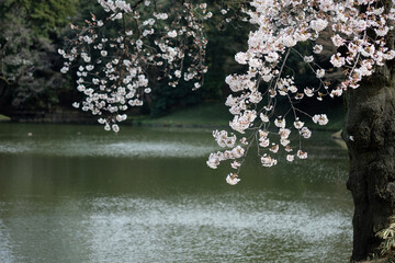 Sticker - 春の東京の小石川後楽園の桜