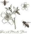 Bees and Manuka flower vector hand-drawing illustration