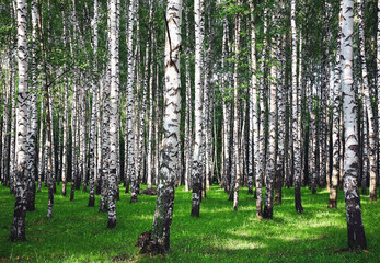 Wall Mural - Summer birch forest in sunlight