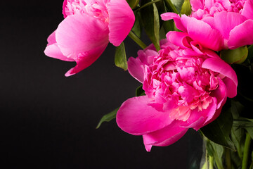 Wall Mural - Pink peony closeup on black background. Floral card, banner design. Selective focus