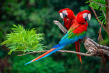 two scarlet macaws on a branch